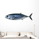 Bluefin Tuna White Thunnus