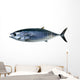 Bluefin Tuna White Thunnus