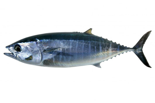 Bluefin Tuna White Thunnus