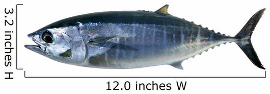 Bluefin Tuna White Thunnus