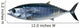 Bluefin Tuna White Thunnus