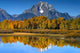 Aspens Wall Decal Design 1