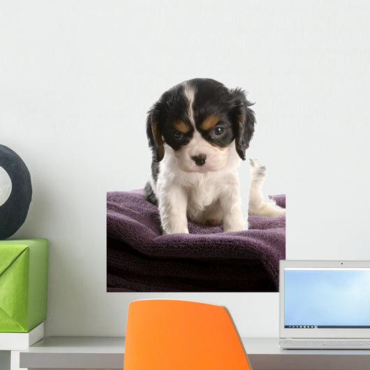 six week old tri color cavalier king charles spaniel puppy Wall Decal