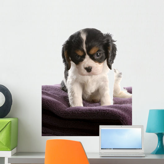 six week old tri color cavalier king charles spaniel puppy Wall Decal