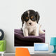 six week old tri color cavalier king charles spaniel puppy Wall Decal