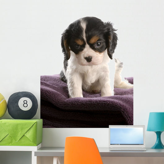 six week old tri color cavalier king charles spaniel puppy Wall Decal