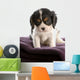 six week old tri color cavalier king charles spaniel puppy Wall Decal