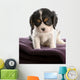 six week old tri color cavalier king charles spaniel puppy Wall Decal