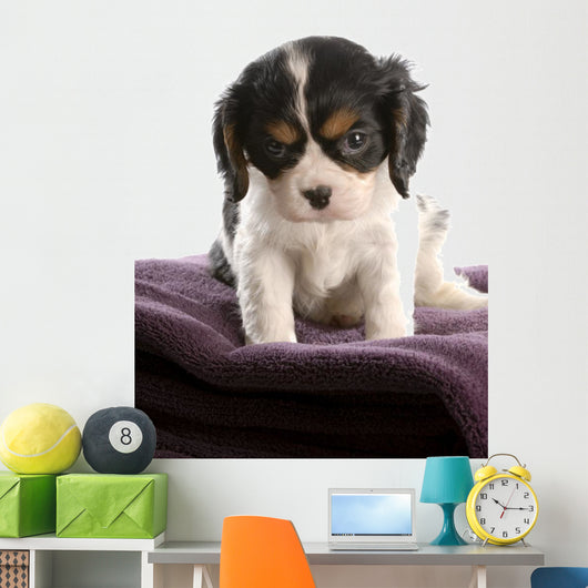 six week old tri color cavalier king charles spaniel puppy Wall Decal