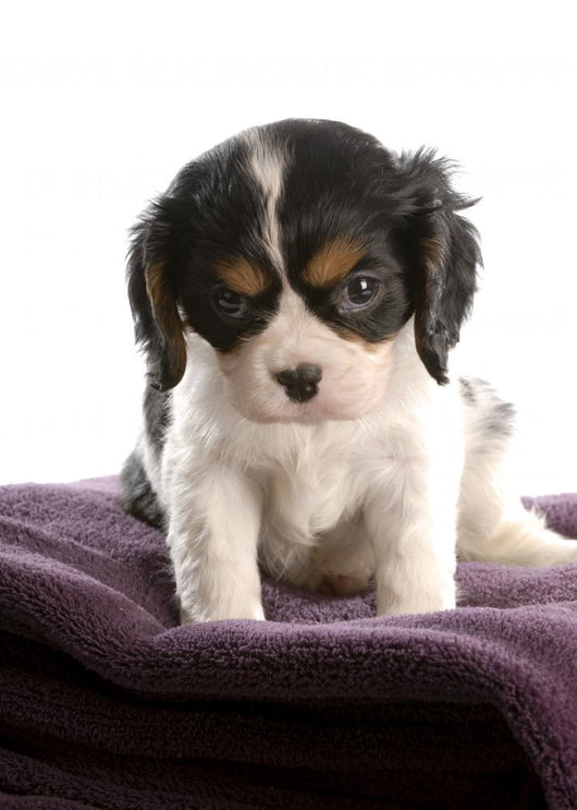 six week old tri color cavalier king charles spaniel puppy Wall Decal