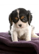 six week old tri color cavalier king charles spaniel puppy Wall Decal