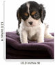 six week old tri color cavalier king charles spaniel puppy Wall Decal
