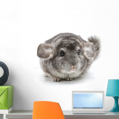 Chinchilla Wall Decal shown on a wall