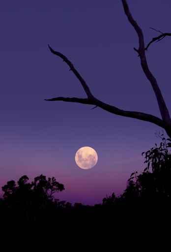Purple Moon Rise Wall Decal