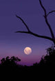 Purple Moon Rise Wall Decal