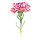 Pink Carnation Flower Wall Decal