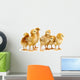 Six Chickens Baby Chicks Wall Decal