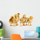 Six Chickens Baby Chicks Wall Decal