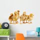 Six Chickens Baby Chicks Wall Decal