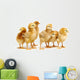 Six Chickens Baby Chicks Wall Decal