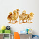 Six Chickens Baby Chicks Wall Decal