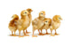 Six Chickens Baby Chicks Wall Decal