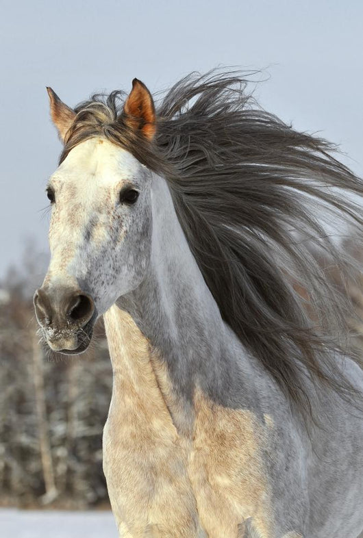 White Horse Run Gallop