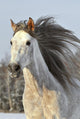 White Horse Run Gallop