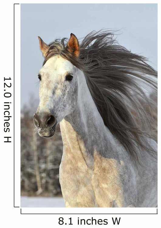 White Horse Run Gallop