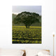 Large Tree Vineyard Wall Decal