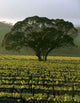Large Tree Vineyard Wall Decal