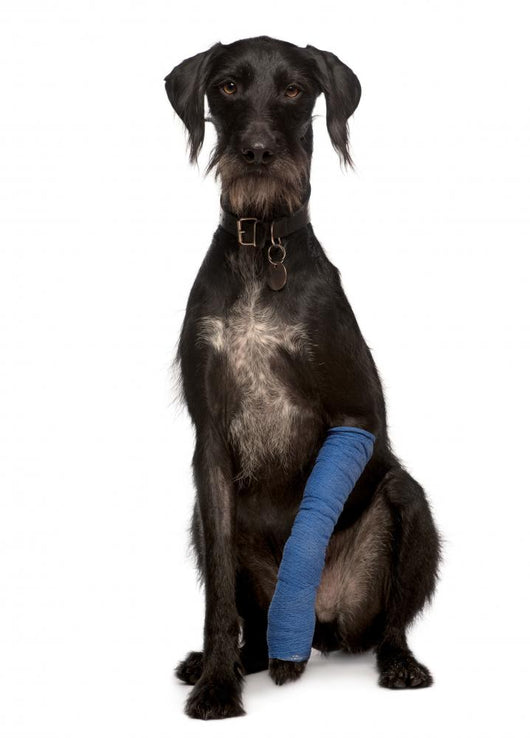 Poor Lurcher Dog Wall Decal