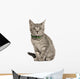 Kitten European cat Wall Decal