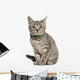 Kitten European cat Wall Decal