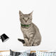 Kitten European cat Wall Decal