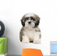 Shih Tzu Puppy Wall Decal