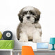 Shih Tzu Puppy Wall Decal