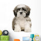 Shih Tzu Puppy Wall Decal