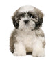 Shih Tzu Puppy Wall Decal