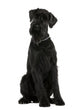 Giant Schnauzer Dog Wall Decal