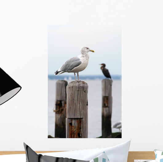 Seagull Perched