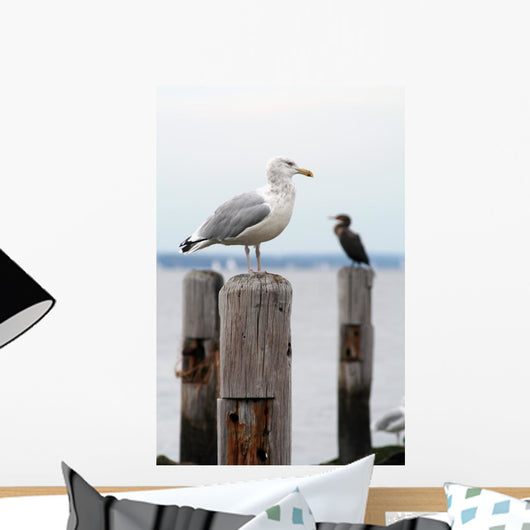 Seagull Perched