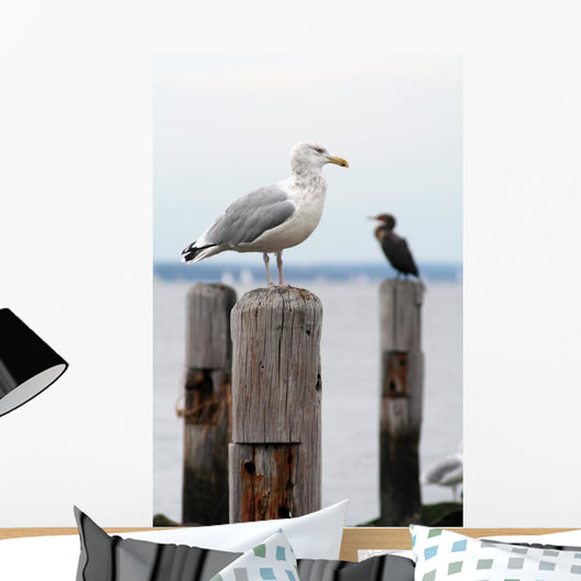 Seagull Perched