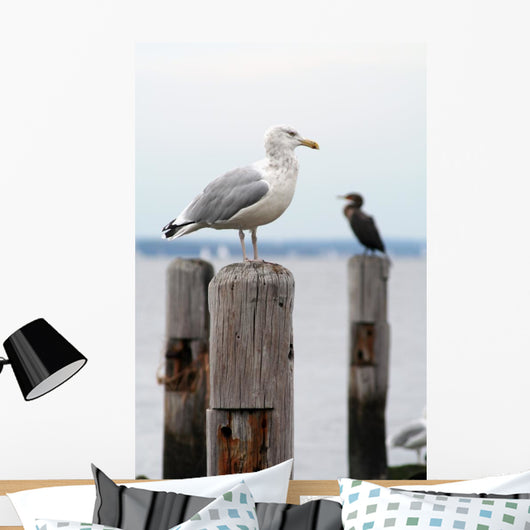 Seagull Perched