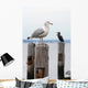 Seagull Perched