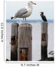 Seagull Perched