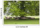 Sheep Standing Under A Tree Wall Mural