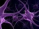 Human Neurons Brain