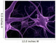 Human Neurons Brain
