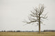 A Lone Tree In A Field Wall Mural